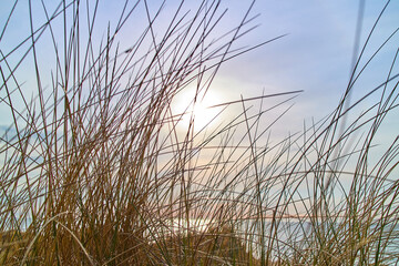 Obraz premium grass straws on the beach with the sun