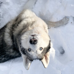 husky dog ​​lies in the snow. enjoyment in winter and the natural environment of northern animals