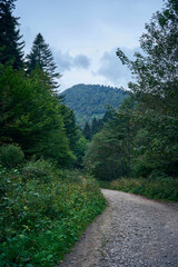 Fototapeta premium A winding gravel hiking trail in a dense mountain forest in the Bieszczady Mountains in Poland