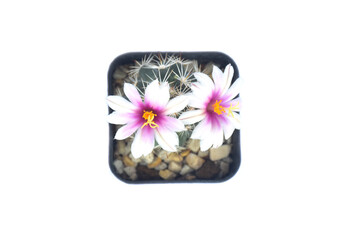 cactus in pot with flower. home plant decoration concept.