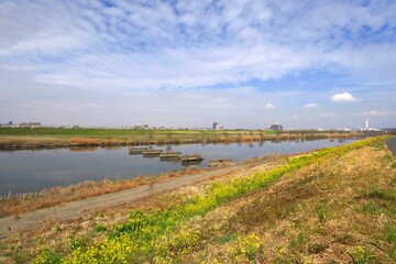 菜の花咲く土手から見る春の江戸川風景