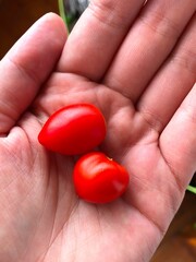 Home-grown tomatoes in female hand