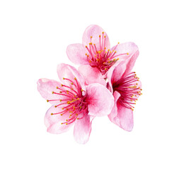 Peach flowers watercolor illustration isolated on white background