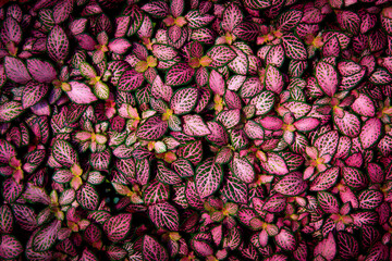 top view of beautiful pink color leaves as natural floor
