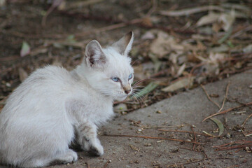 lillte white homeless kitten sitting on ground