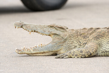 Kruger National Park: Crocodile blocking road