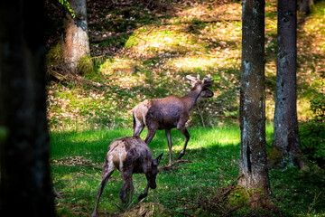 a forest with two deer walking around