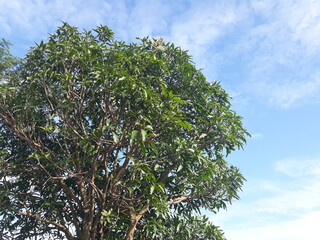 tree and blue sky