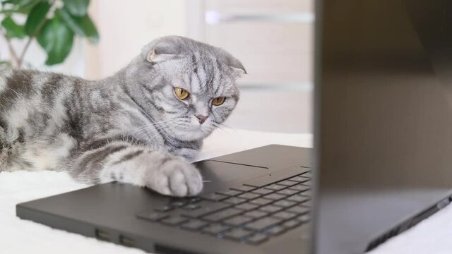 A black and gray striped Scottish fold cat with yellow eyes looks at a laptop monitor while lying on a sofa. Cute funny pet. Creative home work concept, video for cats. Copy space, light background.	
