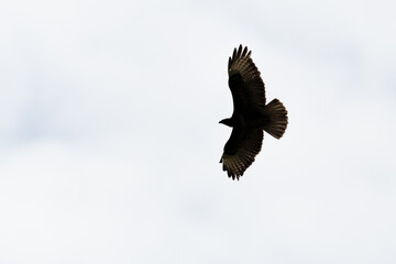silhouette of common buzzard (buteo buteo) in flight