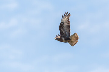 buzzard (buteo buteo) flying in blue sky with spread wings