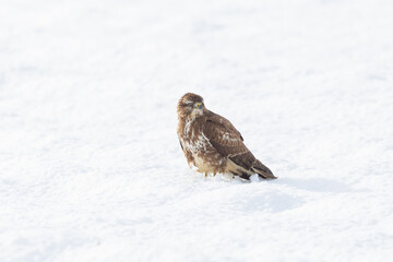 common buzzard (buteo buteo) standing in white snow field