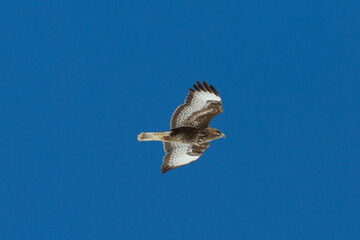 close-up common buzzard (buteo buteo) in flight in blue sky