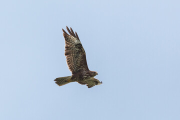 close-up common buzzard (buteo buteo) in flight with open wings