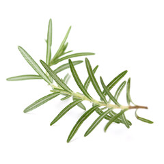 Branch of rosemary on white background. 