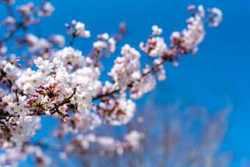 青空と桜