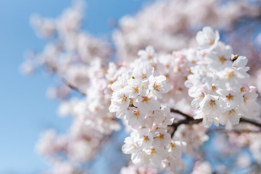 満開の桜 © 宗平 中西
