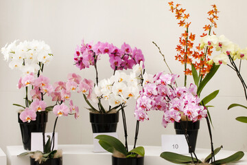Fototapeta premium beautiful orchid
