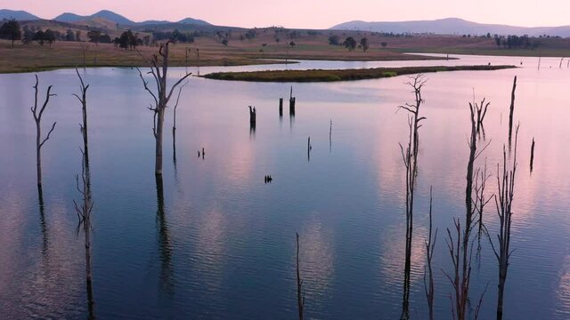 Aerial view of dead trees in Lake Somerset, Queensland, Australia
