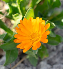 Orange flowers in nature as a background.