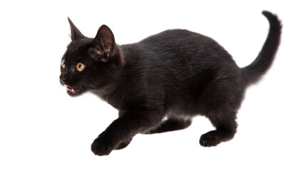 Black cat isolated on a white