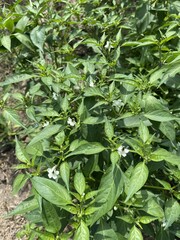 fresh green chili tree in nature garden