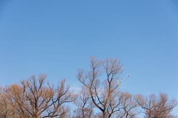 Lonely trees with branches in the sky