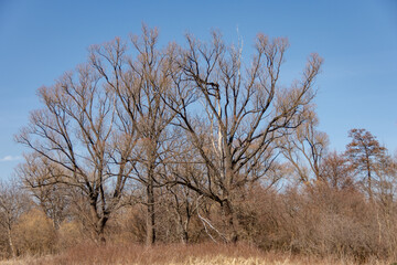 Fototapeta premium Lonely trees with branches in the sky