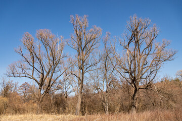Lonely trees with branches in the sky