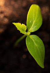 A small sprout of a cucumber in the ground in spring.
