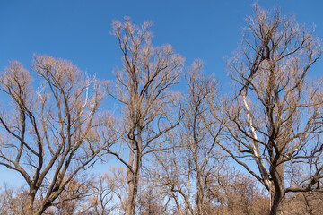 Lonely trees with branches in the sky