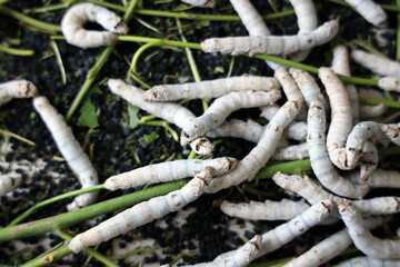 The silkworm is the larva or caterpillar of the domestic. It is an economically important insect, being a primary producer of silk.