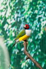 Beautiful birds Guldova Amadina (Erythrura gouldiae) sitting on a branch