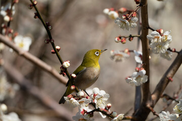 bird on a branch