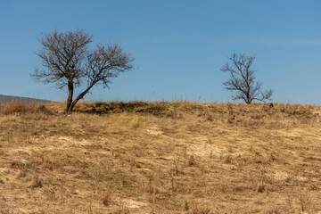 Lonely trees with branches in the sky