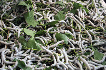 The silkworm is the larva or caterpillar of the domestic. It is an economically important insect, being a primary producer of silk.