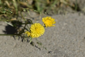 Yellow wild spring flowers (Asterales), horizontal photography, hight angle, against concrete and grass background. 