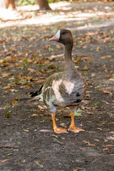 Goose Piskulka close-up walks on the grass in the sunlight