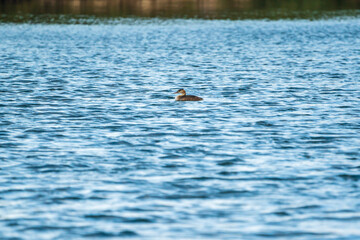 Great crested grebe (podiceps cristatus) in Albufera of Valencia natural park.