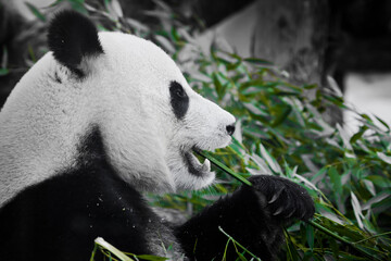 Cheerful panda with appetite eats greens, a symbol of a plant diet