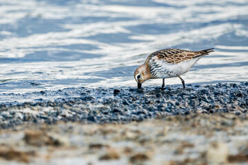 Dunlin (calidris alpina) in Albufera of Valencia natural park.