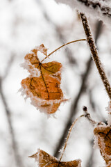 Winter leaves covered with snow and hoarfrost