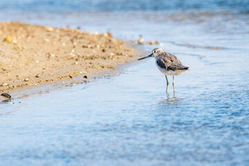 Greenshank (tringa nebularia) in Albufera of Valencia natural park.