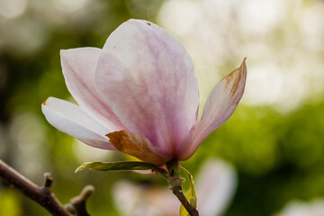 Macro blooming magnolia on a close-up branch