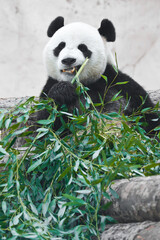 Obraz na płótnie Canvas Panda has a snack sitting on a pile of bamboo
