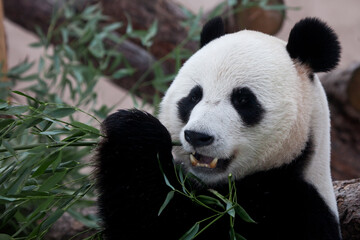 Appetizing bamboo, full face portrait of a panda