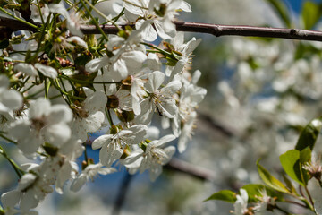 Macro flowering cherry trees