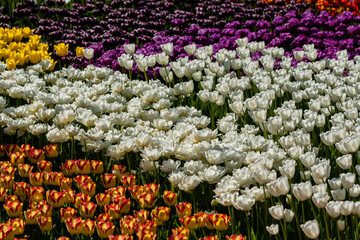 Macro multi-colored tulips on a background of green grass