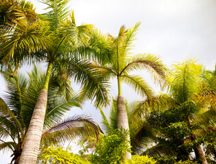 Fototapeta na wymiar Beautiful palm trees in the park.