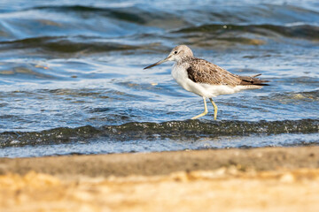 Greenshank (tringa nebularia) in Albufera of Valencia natural park.